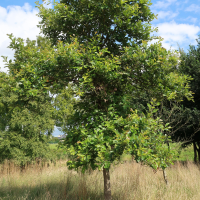 Quercus bicolor (Chêne bicolore)
