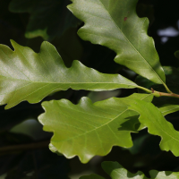 quercus_bicolor2md