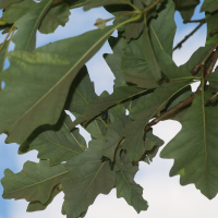 quercus_bicolor3md