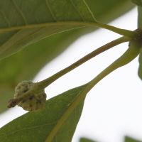 quercus_bicolor4md