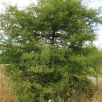 taxodium_distichum14md (Taxodium distichum)
