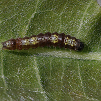 Clostera pigra (Hausse-queue brune, Recluse)