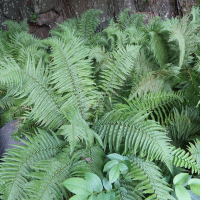 Dryopteris buschiana (Fougère-mâle)