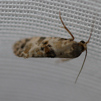 Neocochylis molliculana (Cochylide sicilienne)