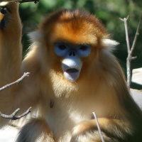 rhinopithecus_roxellana2mv