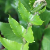 cyrtomium_falcatum2md (Cyrtomium falcatum)