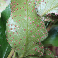 cyrtomium_falcatum3md (Cyrtomium falcatum)