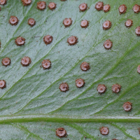 cyrtomium_falcatum4md (Cyrtomium falcatum)