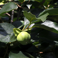 diospyros_kaki9md (Diospyros kaki)