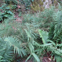 Dryopteris oreades (Fougère mâle des montagnes, Dryoptéride des montagnes)