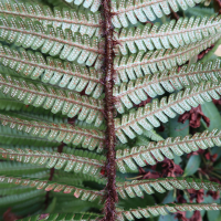 dryopteris_oreades3md