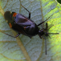 deraeocoris_ruber11md (Deraeocoris ruber)