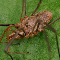 phalangium_opilio7md (Phalangium opilio)