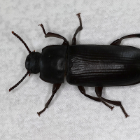 tenebrio_molitor3md (Tenebrio molitor)