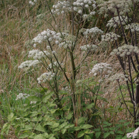 angelica_sylvestris5md (Angelica sylvestris)