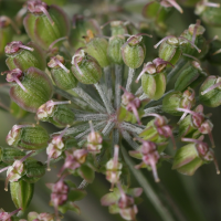 angelica_sylvestris8md (Angelica sylvestris)