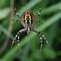 argiope_bruennichi7md