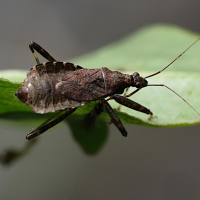 himacerus_apterus4md