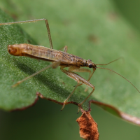 Nabis lineatus (Punaise)
