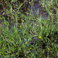 ranunculus_flammula1md (Ranunculus flammula)