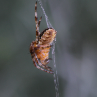 araneus_diadematus2md (Araneus diadematus)