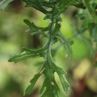 jacobaea_vulgaris4md
