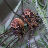 leiobunum_rotundum2md