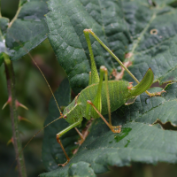 leptophyes_punctatissima6md (Leptophyes punctatissima)