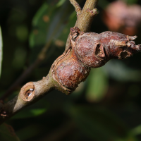 rabdophaga_salicis_galle6md (Rabdophaga salicis)