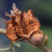 rabdophaga_salicis_galle7md (Rabdophaga salicis)