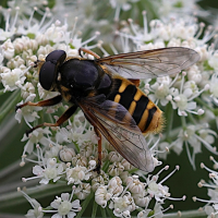 sericomyia_silentis4md (Sericomyia silentis)