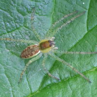 dolomedes_fimbriatus5md