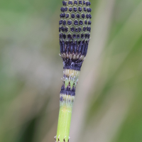 equisetum_hyemale4md