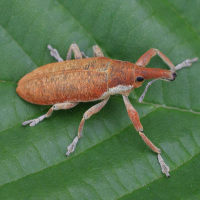 Lixus pulverulentus (Lixus de la mauve)
