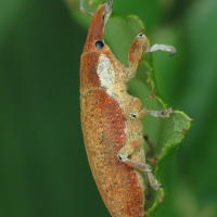 lixus_pulverulentus2md