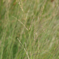 molinia_caerulea2md