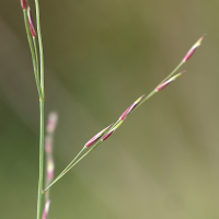 molinia_caerulea7md