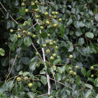 Pyrus cordata (Poirier à feuilles cordées, Poirier à feuilles en cœur, Poirasse)