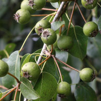 pyrus_cordata2md