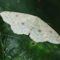 Cyclophora albipunctata (Ephyre suspendue)