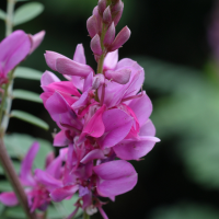 indigofera_heterantha2md