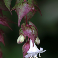 leycesteria_formosa8md