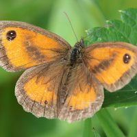 pyronia_tithonus3bd