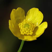 ranunculus_flammula6bd (Ranunculus flammula)