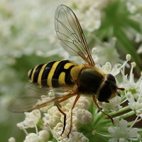 syrphus_ribesii5bd
