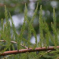 taxodium_distichum15md (Taxodium distichum)