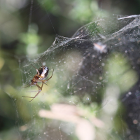 frontinellina_frutetorum4bd