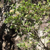 nuxia_oppositifolia1md (Nuxia oppositifolia)