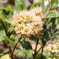 nuxia_oppositifolia2md (Nuxia oppositifolia)