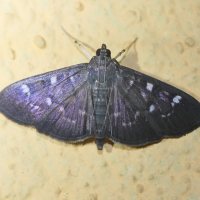 Syllepte ovialis (Syllepte)